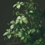 Jiaogulan (Gynostemma pentaphyllum)