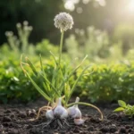 Ail (Allium sativum) – plante vivace bulbeuse aux feuilles allongées vertes et ombelles florales blanches, cultivée pour ses gousses aromatiques