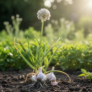 Ail (Allium sativum) – plante vivace bulbeuse aux feuilles allongées vertes et ombelles florales blanches, cultivée pour ses gousses aromatiques