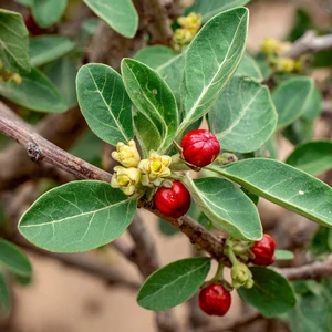 Ashwagandha (Withania somnifera) en milieu aride, plante médicinale traditionnelle de la médecine ayurvédique