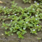 Bacopa monnieri, plante médicinale aquatique aux feuilles charnues et aux petites fleurs blanches, utilisée traditionnellement en phytothérapie ayurvédique.