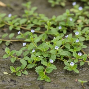Bacopa monnieri, plante médicinale aquatique aux feuilles charnues et aux petites fleurs blanches, utilisée traditionnellement en phytothérapie ayurvédique.