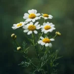 Camomille matricaire (Matricaria chamomilla L.) – photographie réaliste de petites fleurs blanches à cœur jaune bombé, portées par un feuillage finement découpé.