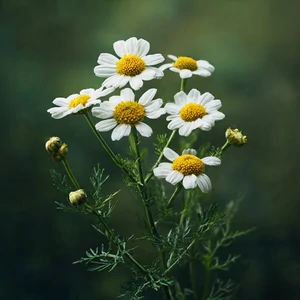 Camomille matricaire (Matricaria chamomilla L.) – photographie réaliste de petites fleurs blanches à cœur jaune bombé, portées par un feuillage finement découpé.