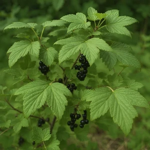 Cassis (Ribes nigrum) – arbuste fruitier buissonnant aux feuilles dentées et grappes de baies noires luisantes.