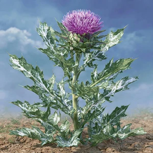 Chardon-Marie (Silybum marianum), plante médicinale aux feuilles vertes marbrées de blanc et fleur violette
