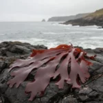 Dulse (Palmaria palmata) Algue rouge, Reminéralisation, Iode, Super-aliment