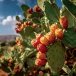 Figue de Barbarie (Opuntia ficus-indica) – cactus aux raquettes vertes charnues et fruits colorés, typique des régions arides et méditerranéennes.
