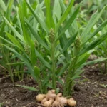 Gingembre officinal (Zingiber officinale), plante médicinale et rhizome