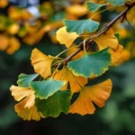 Ginkgo biloba – arbre ancien aux feuilles en éventail, vertes puis dorées à l’automne, symbole de longévité et de résilience.