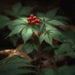 Ginseng asiatique (Panax ginseng), plante médicinale à feuilles palmées et baies rouges