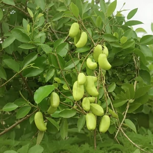 Griffonia simplicifolia – liane africaine grimpante aux feuilles vertes et gousses brunes contenant des graines noires riches en 5-HTP