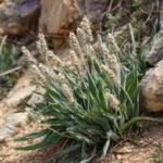 Ispaghul (Plantago ovata) – petite plante herbacée aux feuilles étroites et épis floraux fins, cultivée pour ses graines riches en mucilages.