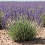 Lavande vraie (Lavandula angustifolia), plante médicinale aromatique aux fleurs violettes et feuilles étroites gris-vert