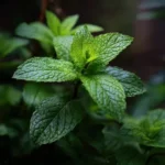 Menthe poivrée (Mentha × piperita), plante médicinale aromatique aux feuilles vert foncé dentées