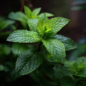 Menthe poivrée (Mentha × piperita), plante médicinale aromatique aux feuilles vert foncé dentées