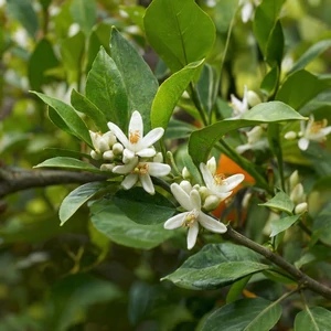 Néroli (Citrus aurantium L. var. amara) – fleurs blanches parfumées de l’oranger amer, emblématiques de la parfumerie et de la tradition méditerranéenne.