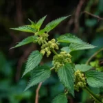 Ortie (Urtica dioica) – plante vivace aux tiges fines et aux feuilles dentées vert foncé, couverte de poils urticants, poussant dans les haies et les prairies humides