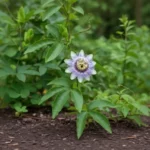 Passiflore (Passiflora incarnata), plante médicinale grimpante aux fleurs violettes et feuilles lobées