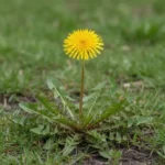 Pissenlit (Taraxacum officinale) en milieu naturel, rosette de feuilles dentées et fleur jaune, plante médicinale traditionnelle
