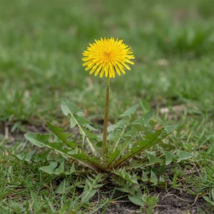 Pissenlit (Taraxacum officinale) en milieu naturel, rosette de feuilles dentées et fleur jaune, plante médicinale traditionnelle
