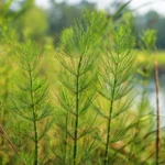 Prêle des champs (Equisetum arvense) – plante vivace aux tiges articulées vertes, formant des touffes fines en milieux humides.