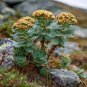 Rhodiola rosea (orpin rose), plante médicinale de climat froid aux feuilles charnues et fleurs estivales