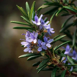 Romarin officinal (Rosmarinus officinalis) – photographie réaliste d’un arbuste aromatique aux feuilles étroites persistantes et aux petites fleurs bleu pâle en milieu méditerranéen