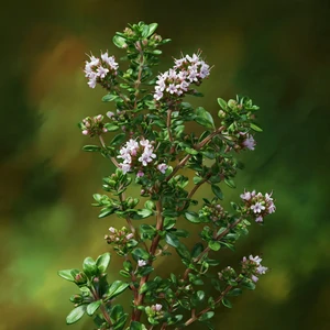 Thym commun (Thymus vulgaris L.) – photographie réaliste d’un petit arbrisseau aromatique aux feuilles étroites et aux fleurs rose pâle, en milieu sec et ensoleillé.