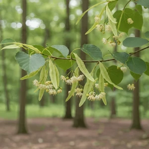 Fleurs de tilleul avec bractées et feuilles en forme de cœur, plante médicinale traditionnelle