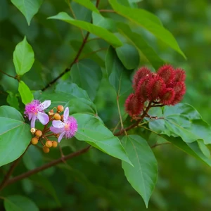 Urucum (Bixa orellana L.) – arbuste tropical aux capsules épineuses contenant des graines rouge orangé, traditionnellement utilisées comme colorant naturel.