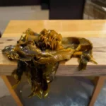 Wakamé (Undaria pinnatifida) – algue brune comestible aux longues frondes ondulées, typique des eaux côtières tempérées.