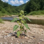 Xanthium (Xanthium strumarium L.) – plante annuelle aux feuilles rugueuses et aux fruits épineux caractéristiques, poussant sur sols perturbés.