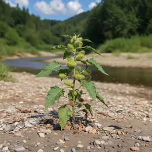 Xanthium (Xanthium strumarium L.) – plante annuelle aux feuilles rugueuses et aux fruits épineux caractéristiques, poussant sur sols perturbés.