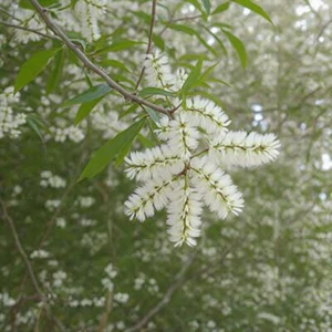 Arbre à Thé (Melaleuca alternifolia) – photographie réaliste d’un petit arbre aux feuilles étroites aromatiques et aux fleurs blanches en épis plumeux, en milieu naturel australien.