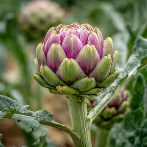 Artichaut (Cynara scolymus L.) – photographie réaliste d’une plante vigoureuse aux grandes feuilles découpées et au capitule charnu, cultivée en plein champ.