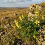 Astragale (Astragalus propinquus) – photographie réaliste d’une plante légumineuse aux feuilles composées et aux fleurs jaune pâle, cultivée dans les traditions médicinales asiatiques.