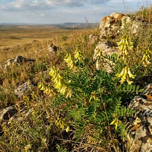 Astragale (Astragalus propinquus) – photographie réaliste d’une plante légumineuse aux feuilles composées et aux fleurs jaune pâle, cultivée dans les traditions médicinales asiatiques.