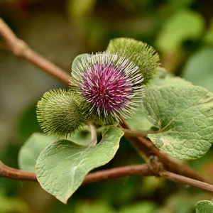 Bardane (Arctium lappa L.) – photographie réaliste d’une grande plante aux larges feuilles cordiformes et aux capitules pourpres épineux, observée en milieu naturel.