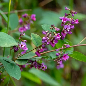 Desmodium (Desmodium adscendens) – photographie réaliste d’une plante herbacée aux feuilles trifoliées et aux petites fleurs rosées, observée en milieu tropical.