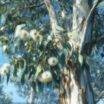 Eucalyptus (Eucalyptus globulus Labill.) – grand arbre persistant aux feuilles allongées bleu-vert et à l’écorce lisse, originaire d’Australie.