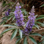 Gattilier (Vitex agnus-castus L.) – photographie réaliste d’un arbuste aux feuilles palmées et aux longs épis de fleurs violettes, observé en milieu naturel méditerranéen.