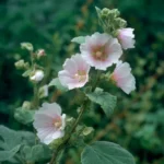 Guimauve (Althaea officinalis L.) – photographie réaliste d’une plante aux feuilles veloutées et aux fleurs rose pâle délicates, observée en zone humide.
