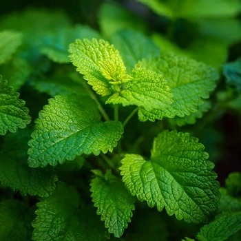 Mélisse (Melissa officinalis L.) – photographie réaliste de feuilles vert tendre finement dentées, observées sur la plante en milieu naturel.