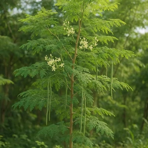 Moringa (Moringa oleifera Lam.) – arbre tropical aux feuilles composées légères et aux longues gousses pendantes, largement cultivé dans les régions chaudes.