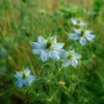 Nigelle / Cumin noir (Nigella sativa L.) – photographie réaliste d’une plante annuelle aux fleurs étoilées bleu pâle et au feuillage finement découpé, observée au jardin.