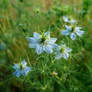 Nigelle / Cumin noir (Nigella sativa L.) – photographie réaliste d’une plante annuelle aux fleurs étoilées bleu pâle et au feuillage finement découpé, observée au jardin.