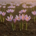 Safran (Crocus sativus L.) – fleur violette délicate aux stigmates rouges caractéristiques, cultivée pour l’épice précieuse issue de ses pistils.