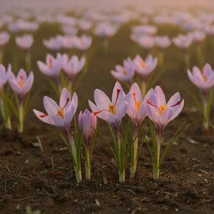 Safran (Crocus sativus L.) – fleur violette délicate aux stigmates rouges caractéristiques, cultivée pour l’épice précieuse issue de ses pistils.