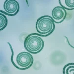 Spiruline (Arthrospira platensis) – microalgue bleu-vert formant des filaments spiralés, observée en vue microscopique détaillée.